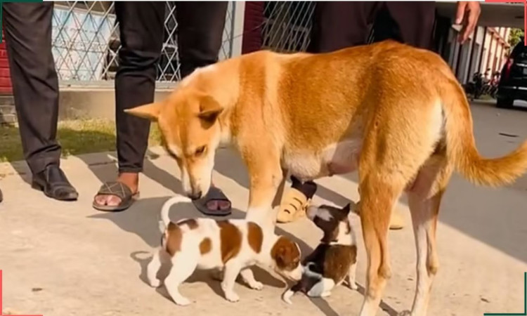 নতুন ছানা পেয়ে সুস্থ হচ্ছে মা কুকুর