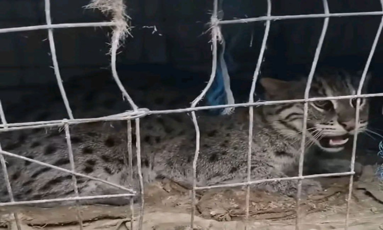 বাড়ি থেকে মেছোবাঘ আটকের পর অবমুক্ত