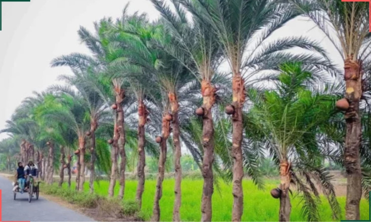 অনলাইনে খেজুর রস বিক্রি: নিপাহ ভাইরাসের ঝুঁকি সচেতনতার আহ্বান