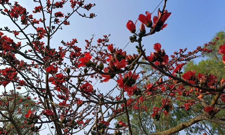 ফাগুনে চোখ ধাঁধানো শিমুল গাছ এখন বিলুপ্তির পথে