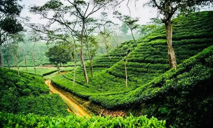 সিলেটে ঝড়-বৃষ্টির পূর্বাভাস, নদীপথে সতর্কতা