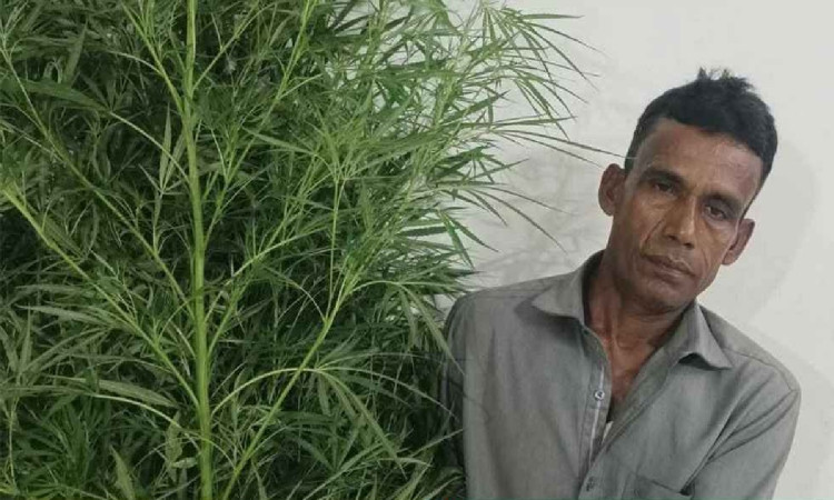 বরিশালে ১০ ফুট গাঁজা গাছসহ কৃষক আটক