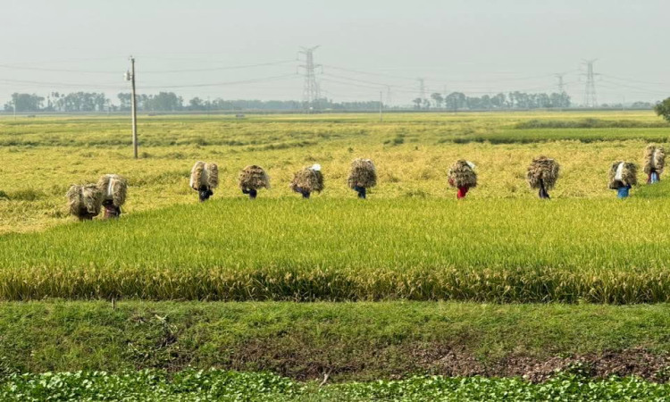 তাড়াশে বোরো ধান কাটা শুরু, দামে হতাশ কৃষক