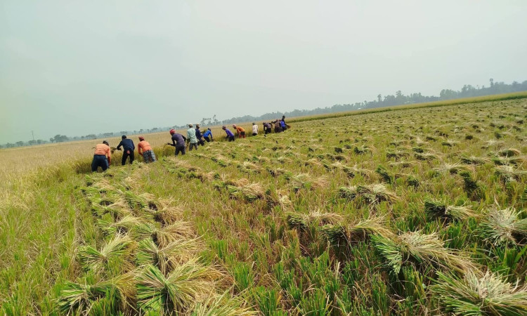 ধানের দাম কম, শ্রমিকের খরচ বেশি—চাপে কৃষক