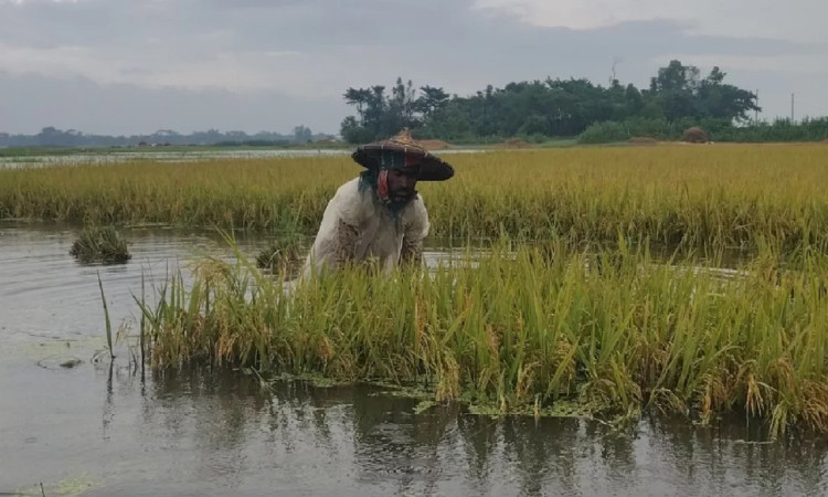 হাওরে বন্যার থাবা, তলিয়ে যাচ্ছে বোরো ধান