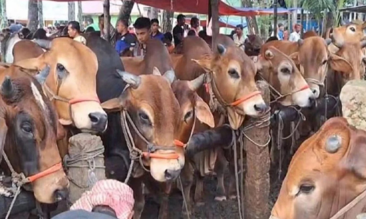 রাজধানীতে ২৫ স্থানে বসছে কোরবানির পশুর হাট