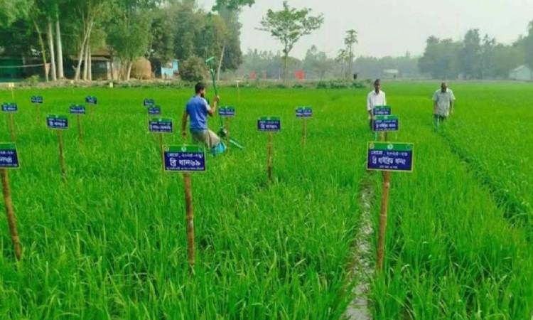 দিনাজপুরে এক মাঠে ৫৪ জাতের ধানের প্রদর্শনী
