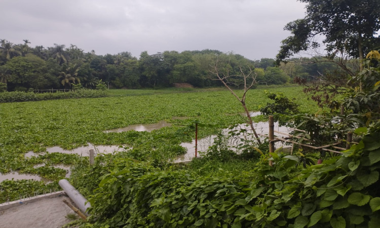নড়াইলে জলাবদ্ধতা নিরসনে খাল পুনঃখননের দাবি