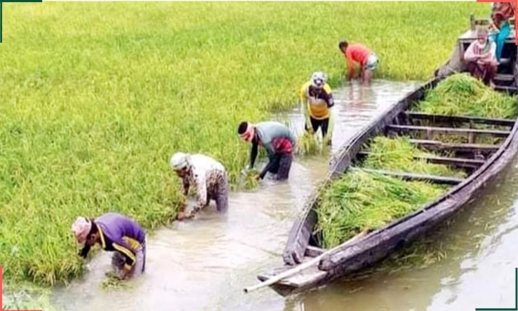 হাওরে ধান কাটতে নয়নভাগা, বাড়ছে ক্ষতির আশঙ্কা