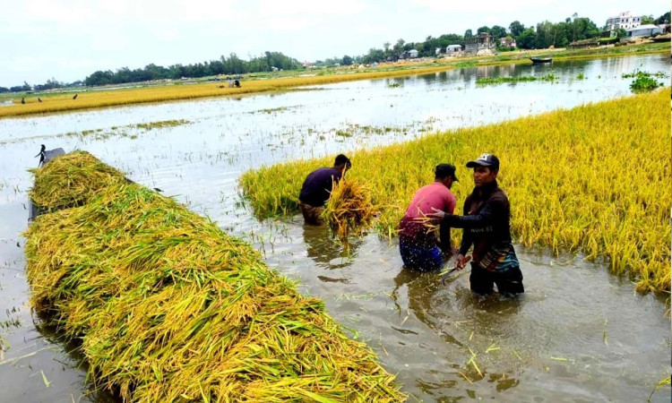 হাওরে তলিয়ে গেছে ৮০ হাজার হেক্টর জমির ধান : সংকটে খাদ্য নিরাপত্তা