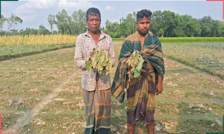 শিবগঞ্জে ৪৫ শতক জমির বেগুন গাছ কর্তন করল দুর্বৃত্তরা