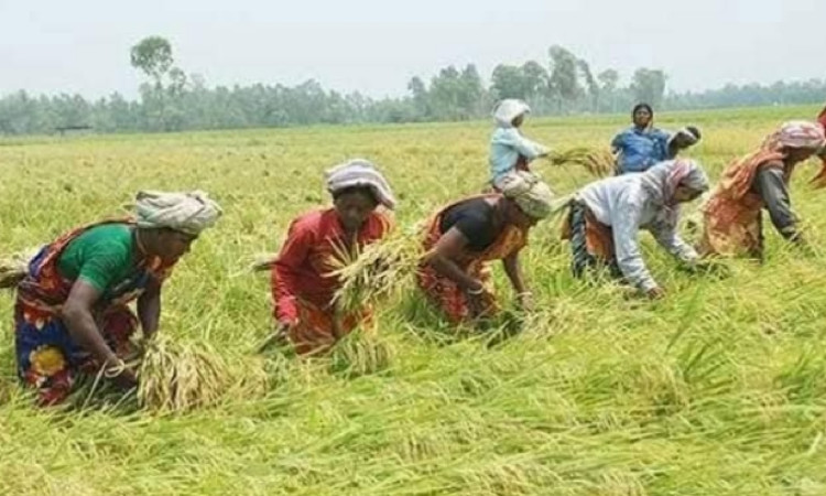 ঝড়-বৃষ্টিতে নুয়ে পড়া ধান নিয়ে বিপাকে কৃষক
