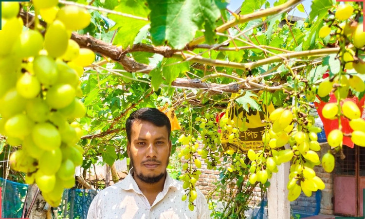 বাড়ির আঙিনায় আঙুর ফলিয়ে তাক লাগালেন শামীম হোসেন
