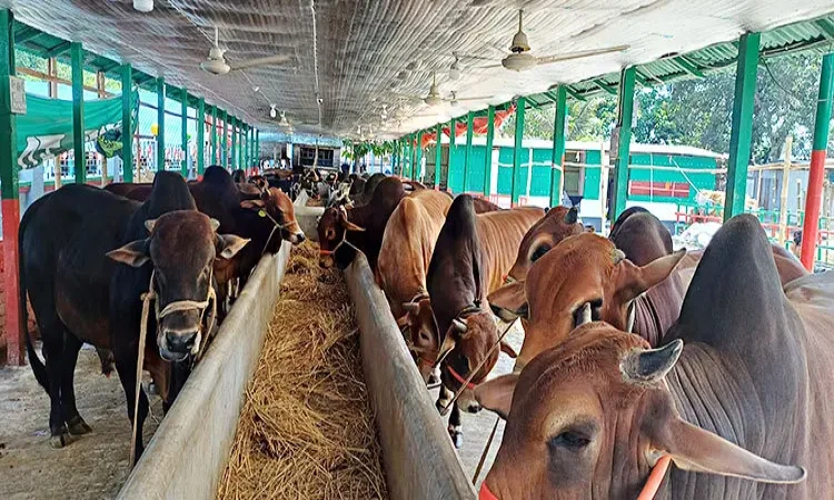 পাবনায় চাহিদার দ্বিগুণ কোরবানির পশু  প্রস্তুত