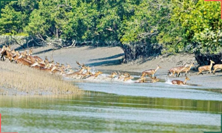 সুন্দরবনে ট্রলারসহ ১২ জেলেকে অপহরণ করল বনদস্যু জাহাঙ্গীর বাহিনী