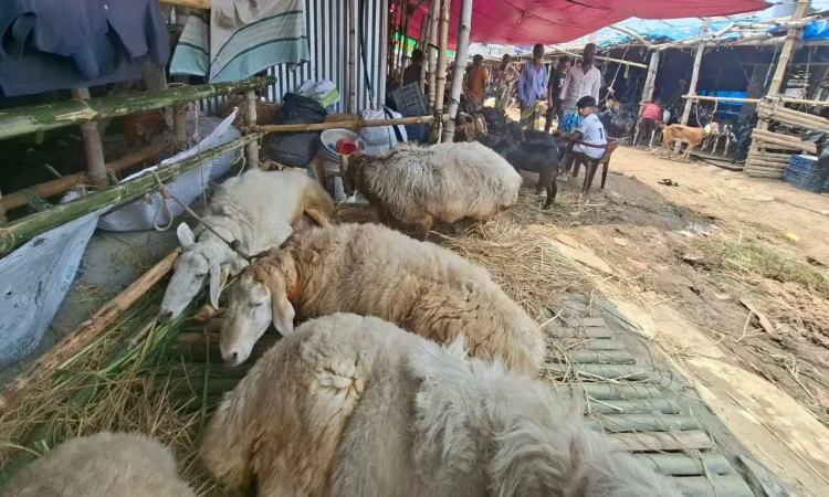গাবতলী পশুর হাটে রংপুরের ৫ দুম্বা: দাম সাড়ে ৪ থেকে ৫ লাখ টাকা