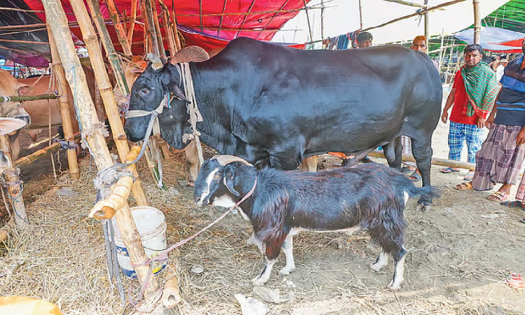 ঢাকায় ২২ লাখে ‘কালা মানিক’, সঙ্গে ফ্রি খাসি