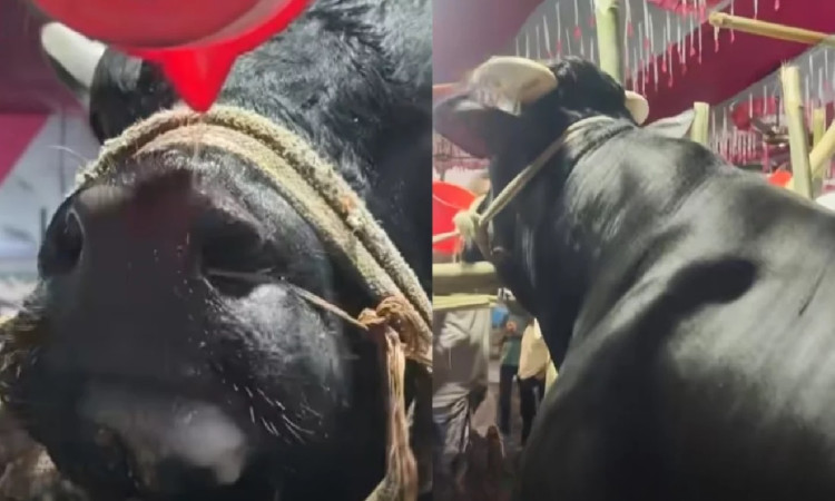 খায় আর বেশি চিল্লায়, নাম তার ‘নাসীরুদ্দীন পাটওয়ারী’