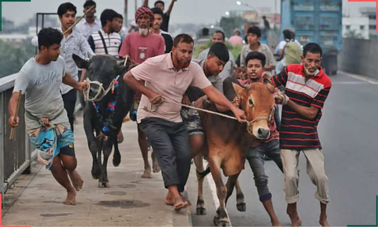 কোরবানির পশু কেনার আগে কী দেখবেন?