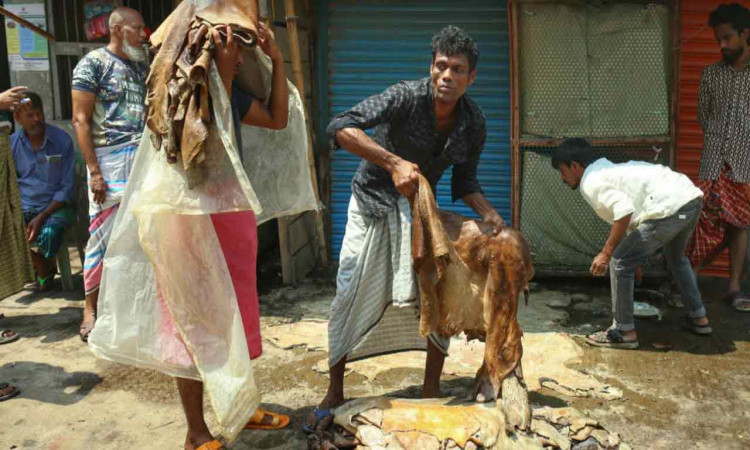 দুই হাজার টাকার চামড়া বিক্রি হচ্ছে মাত্র ৫০০ টাকায়