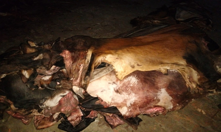 তাড়াশে চামড়ার বাজারে ধস, মাঠে ফেলে যাচ্ছেন বিক্রেতারা