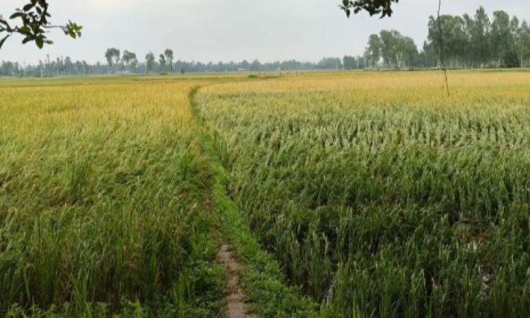 রায়গঞ্জে সরকারি সড়কের এক কিলোমিটার দখলে ধানক্ষেত
