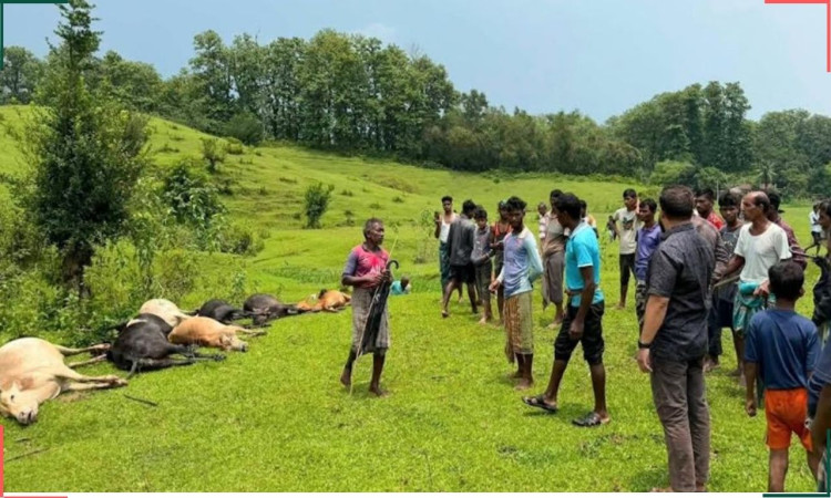 . বজ্রপাতে প্রাণ গেল ১৪ গবাদিপশুর, ক্ষতির মুখে চা শ্রমিকরা