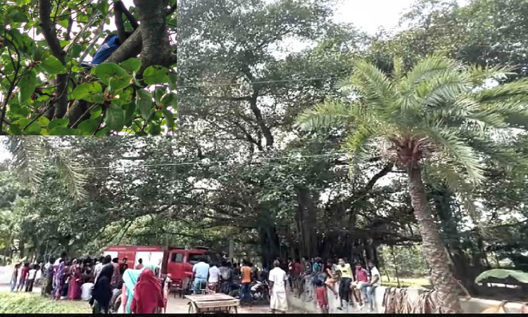 কবরস্থানের বটগাছে মাদকাসক্ত ব্যক্তির বানরনাচ, অতঃপর...