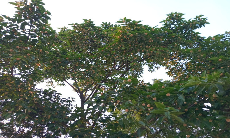 জলবায়ু পরিবর্তনের হাওয়া: রূপগঞ্জে জ্যৈষ্ঠের শুরুতেই প্রকৃতি রাঙাল ‘বর্ষাদূত’