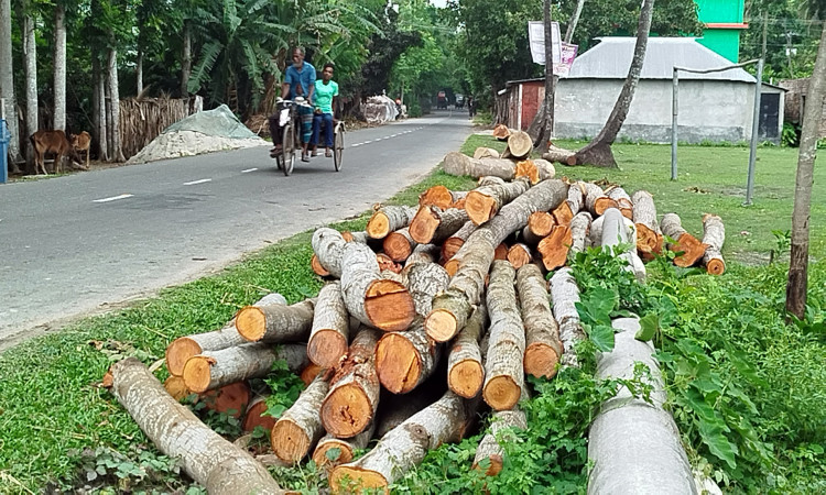 নড়াইলে সরকারি ৩৫টি মেহগনি গাছ সাবাড়, প্রশাসনের অভিযানে জব্দ