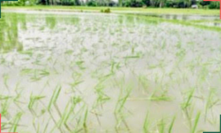 রায়গঞ্জে জলাবদ্ধতার অভিশাপ: পানির নিচে ৮৩৩ হেক্টর আবাদি জমি