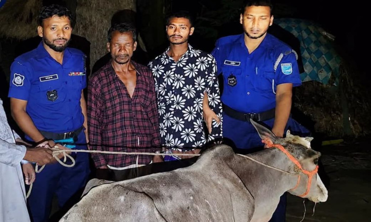 কটিয়াদীতে চুরি হওয়া গরু উদ্ধার, মিঠামইনের হাট থেকে গ্রেপ্তার ২