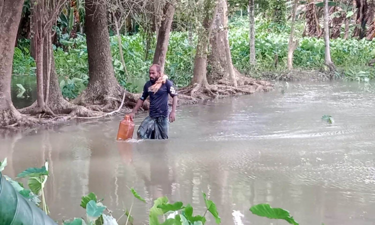 নিম্নচাপের বৃষ্টি ও জোয়ারে ঝালকাঠির কৃষিতে ক্ষতির শঙ্কা