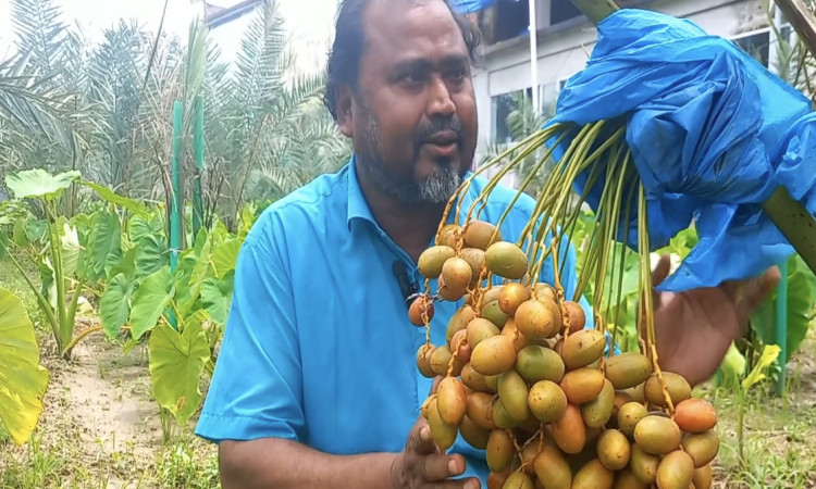 খেজুর চাষে ভাগ্য বদল মোতালেবের