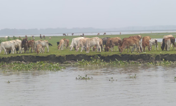 কুড়িগ্রামের  চরবাসীর স্বপ্ন বাঁচিয়ে রাখছে গবাদিপশু পালন