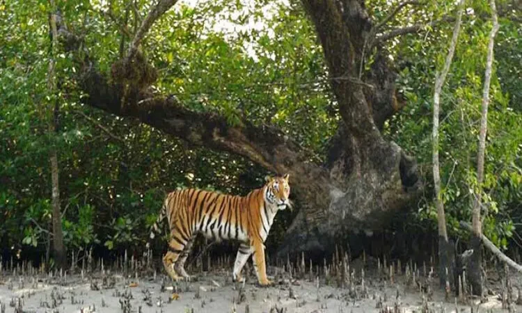 উদ্যোগের আড়ালে সংকট: সুন্দরবনে জলবায়ু, দস্যু ও খাদ্য ঝুঁকিতে বাঘ