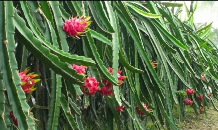 সিরাজগঞ্জে ড্রাগন চাষ, বদলে যাচ্ছে কৃষির চিত্র