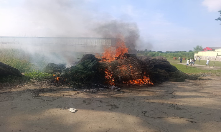 সিংগাইরে ৩ হাজার মিটার অবৈধ জাল ধ্বংস
