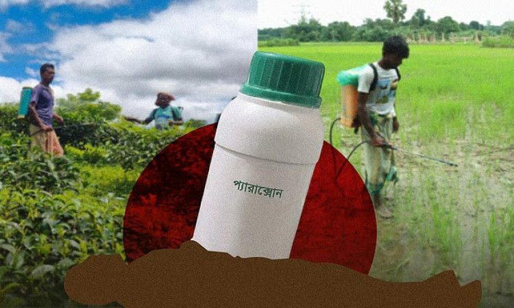 বাংলাদেশে নীরব ঘাতক হয়ে উঠছে প্যারাকোয়াট