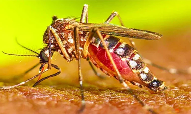 খুলনা বিভাগে ডেঙ্গুতে আক্রান্ত ৩ হাজার পেরোল