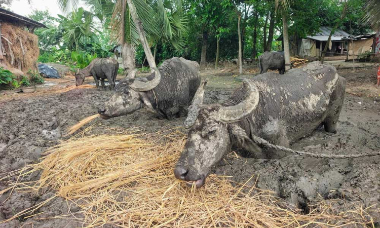 ৬ মাস বুকসমান কাদায় বন্দী ৪ মহিষ, অতঃপর...