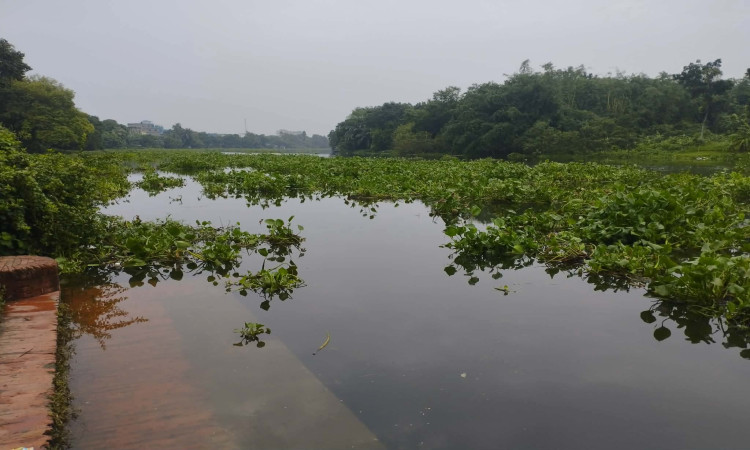 পাট জাগে দূষিত চিত্রা-নবগঙ্গা, বিলীন দেশীয় মাছ