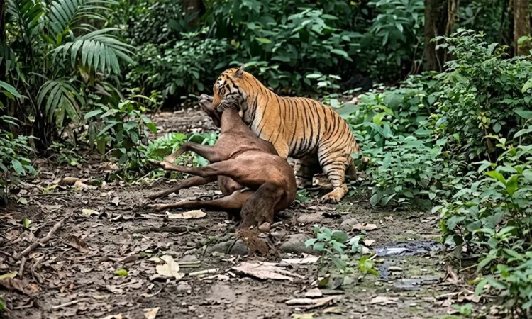 পর্যটকদের সামনে ঘোড়াকে টেনে নিয়ে গেল বিশালাকৃতির বাঘ