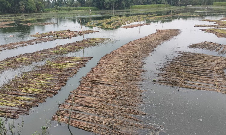 সাতক্ষীরায় সোনালী আঁশের বাম্পার ফলনে সুদিনের আশায় কৃষকেরা