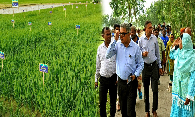 দিনাজপুরে ব্রি-এর 'প্রযুক্তি গ্রাম' পরিদর্শনে কৃষি মন্ত্রণালয়ের প্রতিনিধি দল