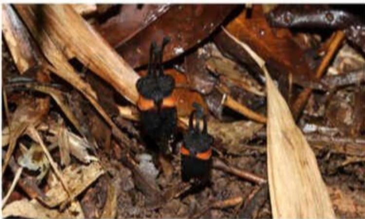 থাইল্যান্ডের বনে মিলল বিরল ‘ডেভিল ফ্লাওয়ার’