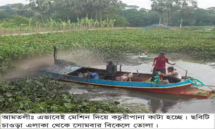 আমতলীতে চাওড়া নদীর কচুরিপানা পরিষ্কারে অনিয়মের অভিযোগ, ঠিকাদারকে নোটিশ