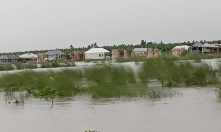 দৌলতপুরে পদ্মার পানি বৃদ্ধি, পানিবন্দি ৫০ হাজারের বেশি মানুষ