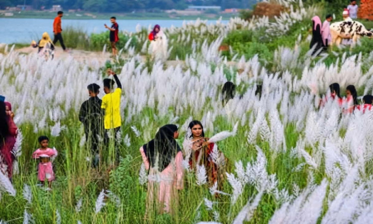যমুনার চরে রূপালী শুভ্রতা: কাশবন দেখতে দূর-দূরান্ত থেকে ছুটছে মানুষ