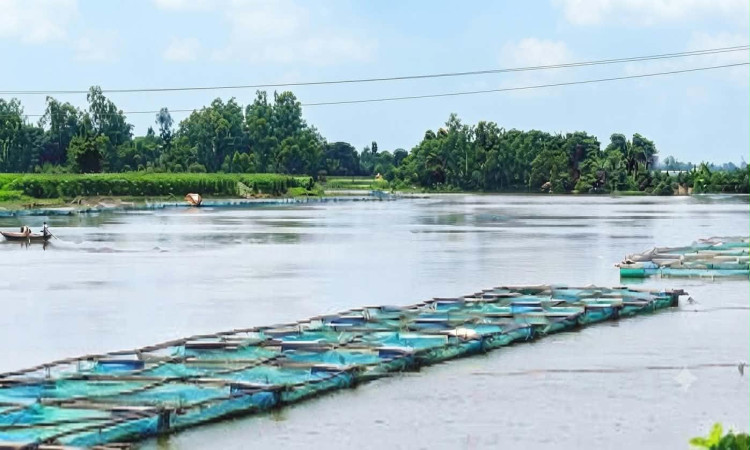 ফুলজোড় নদীতে খাঁচায় তেলাপিয়া চাষে স্বাবলম্বী চাষি